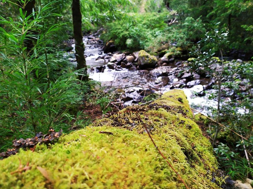 Valdivian forest