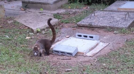 The friendly neighbourhood Coati took an interest in our traps