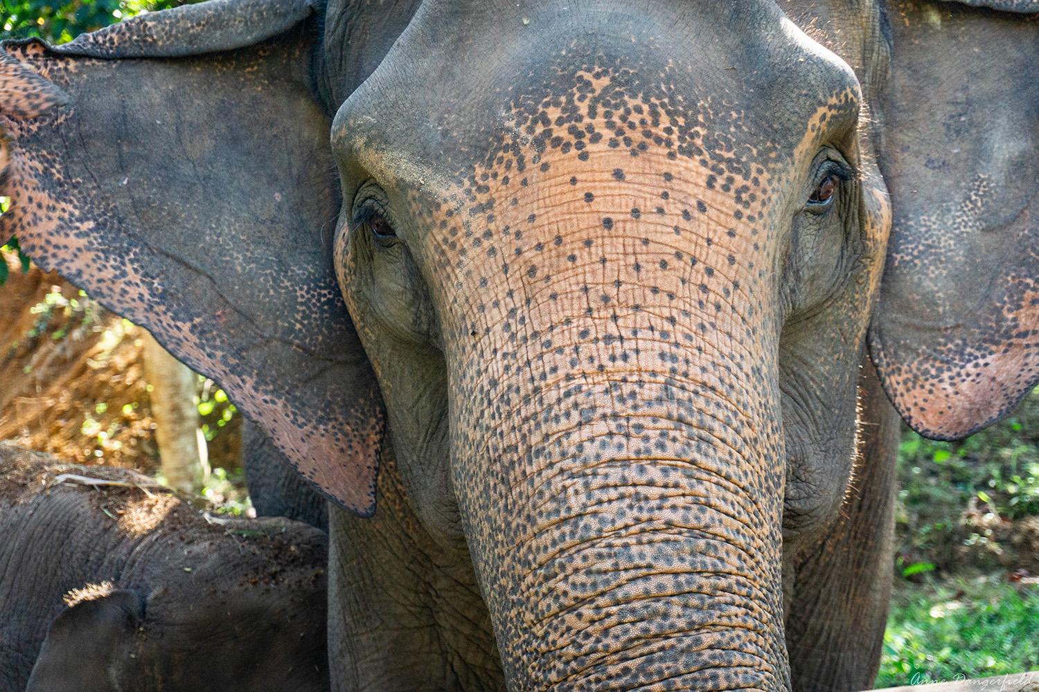 chang mai elephant