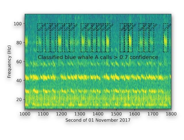 bluewhale classification