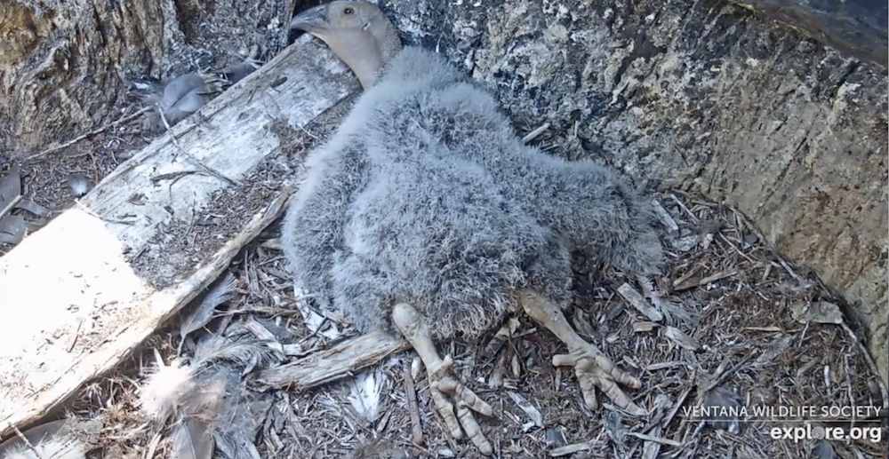 condor feet