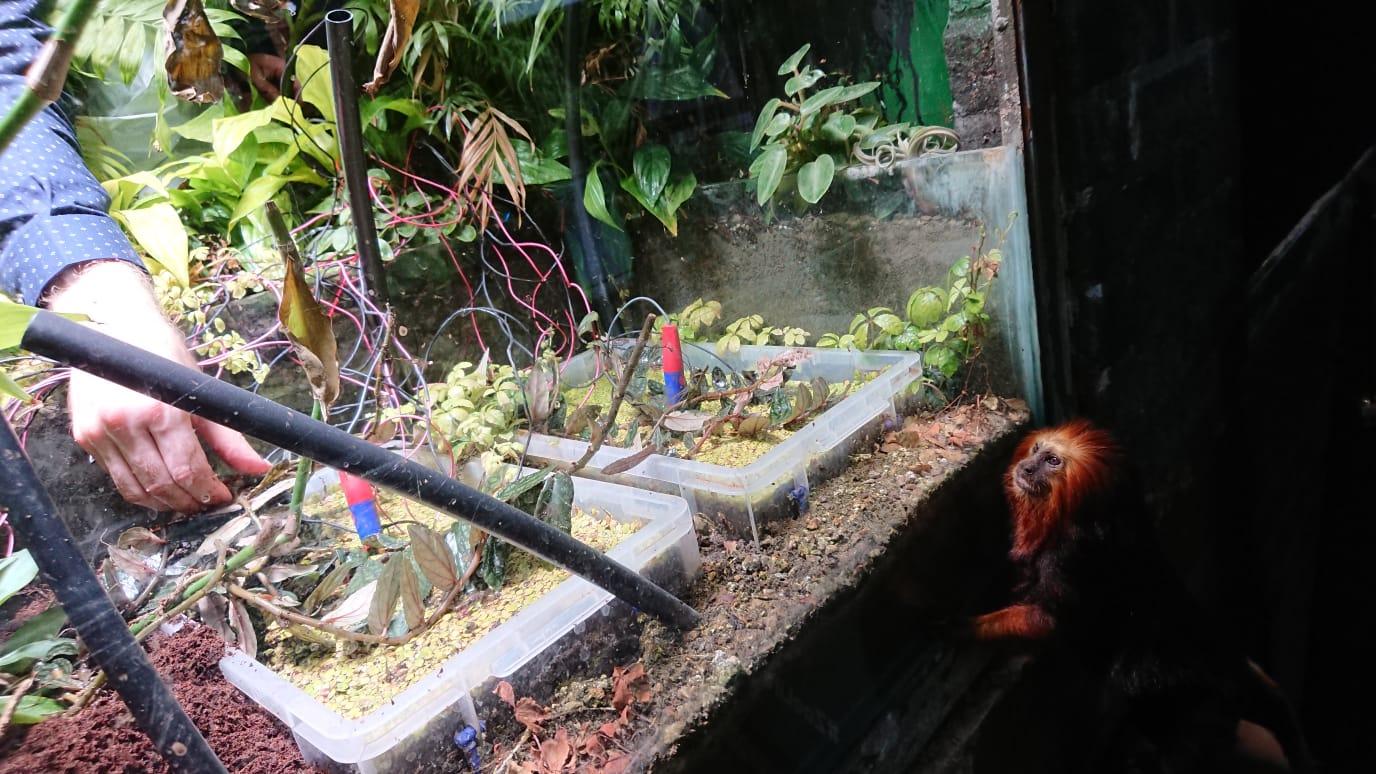 A visitor to ZSL's Rainforest Live gazes through the window at Plant-E's microbial fuel cells and Xnor.ai's energy harvesting camera
