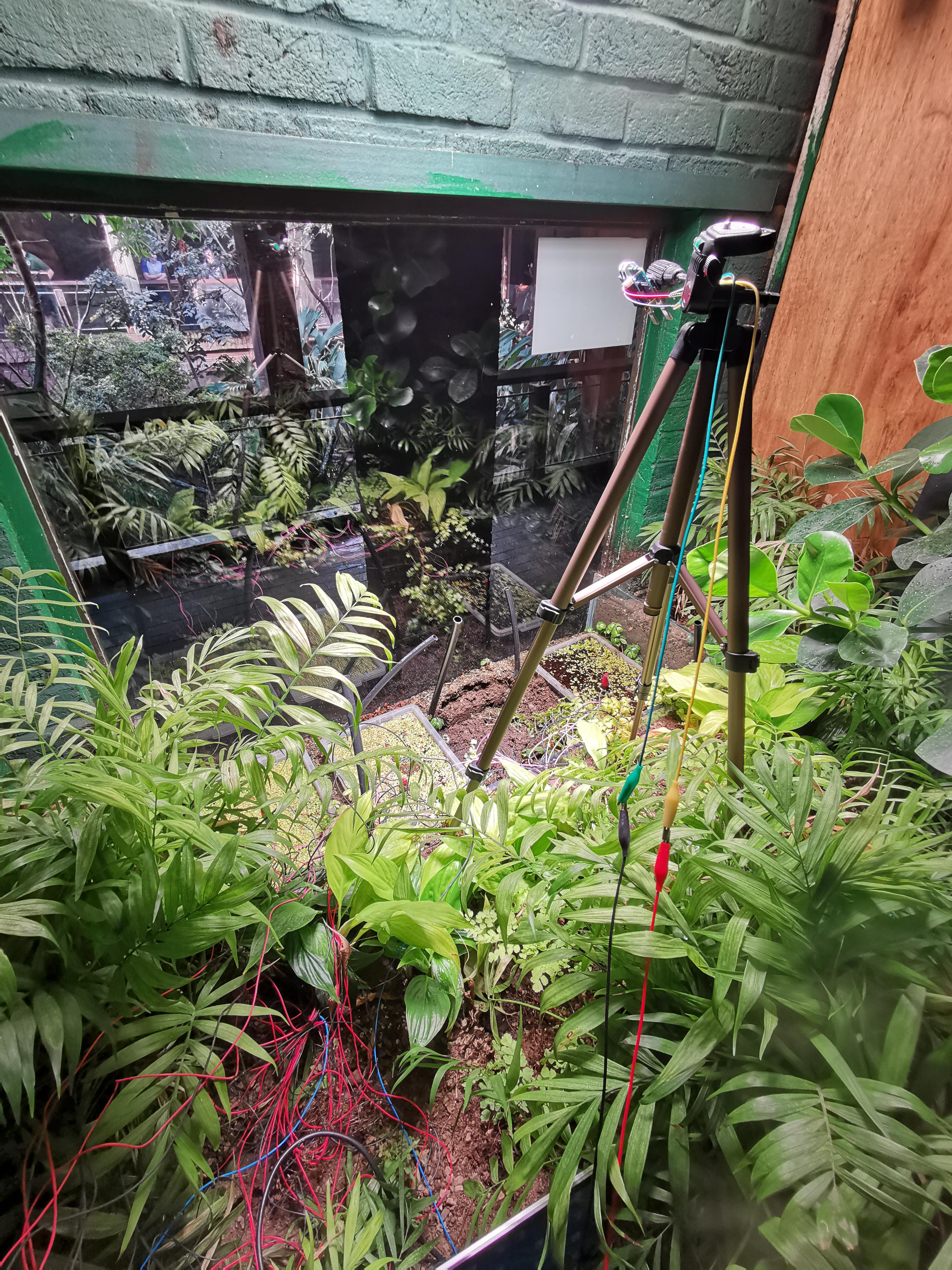 A visitor to ZSL's Rainforest Live gazes through the window at Plant-E's microbial fuel cells and Xnor.ai's energy harvesting camera
