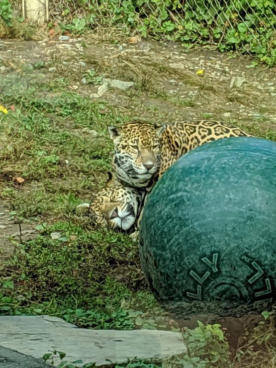 jaguars1