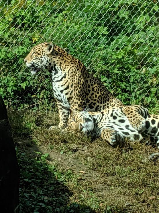 jaguars7