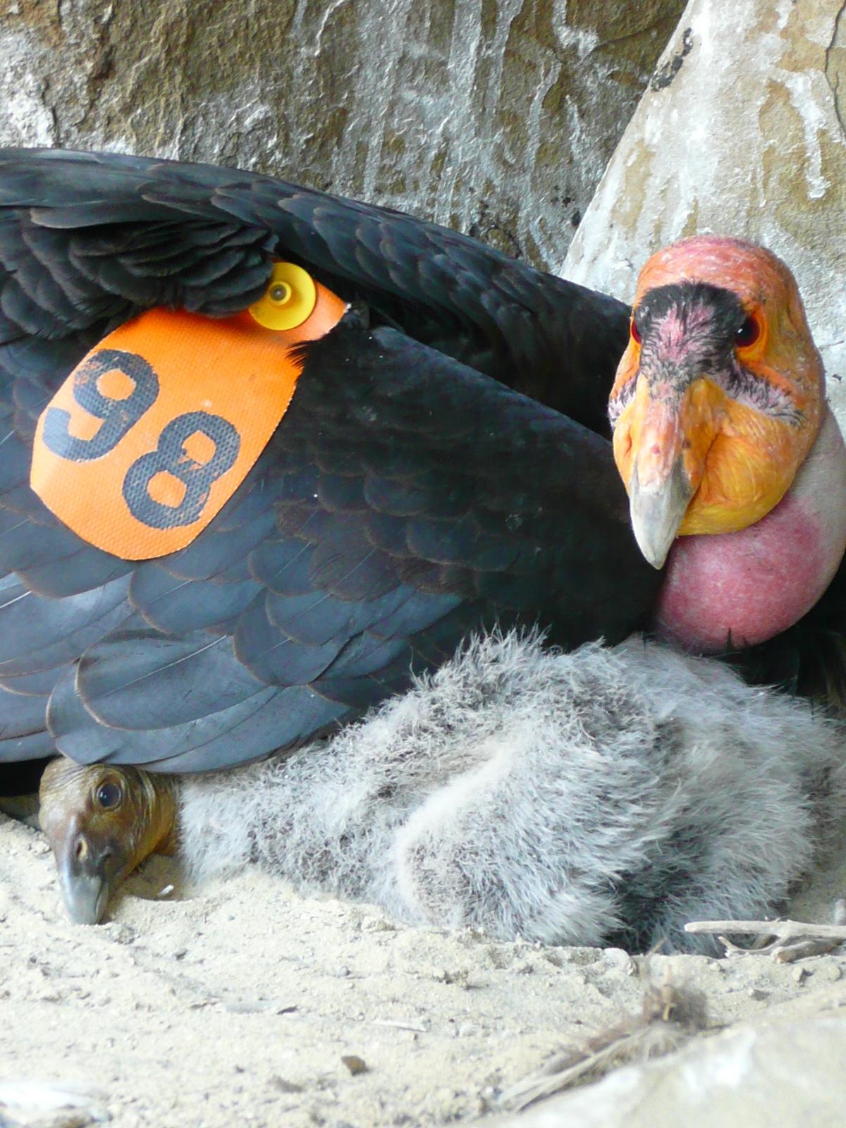 condor1