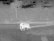 elephant thermal image 1