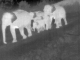 elephant thermal image 2