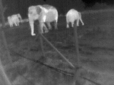 elephant thermal image 3
