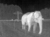 elephant thermal image 4