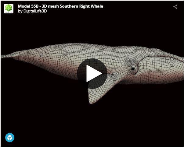 Model 55B - 3D mesh Southern Right Whale by DigitalLife3D on Sketchfab