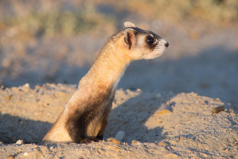 ferretwwf1